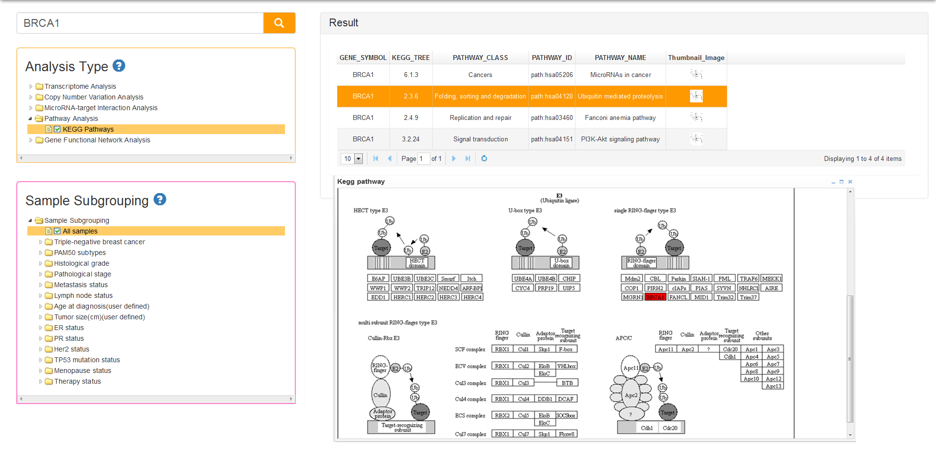 KEGG pathways of BRCA1 involved